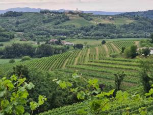 Sabato 24 gennaio 2026: Camminata Unitre sulle colline di Rosazzo fino al Bosco Romagno